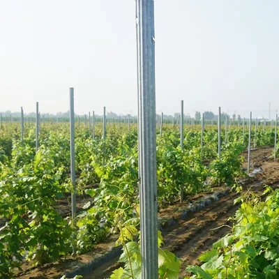 premium grape open gable trellis system for chilean farms